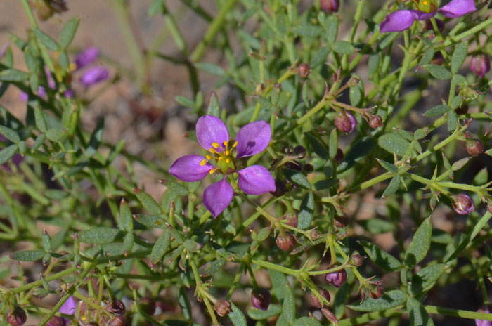California Fagonbush is a small plant with showy purple flowers that blooms from January /April in Arizona; and from March/May and again from May/November in California. Fagonia laevis 
